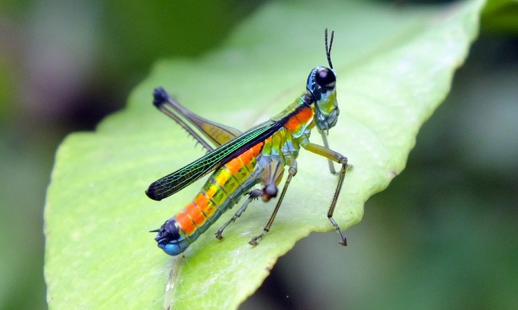 Az ecuadori Amazónia rovarvilága (képes blog)