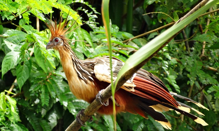 Amazónia leghülyébb madara és 3000 liter benzin