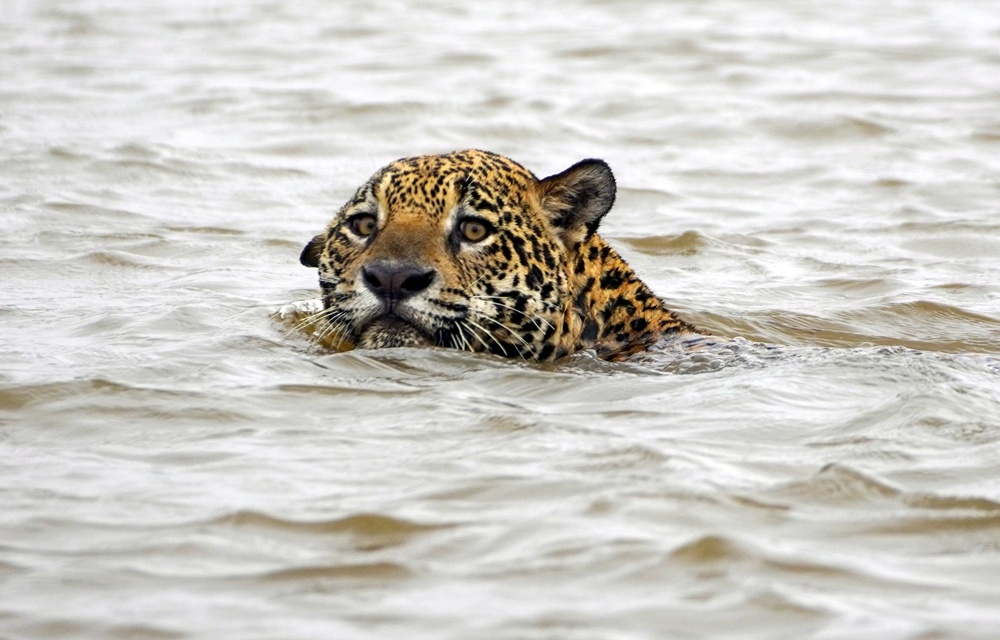 A Pantanal varázslatos élővilága