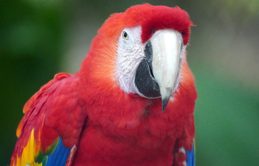 Ismerkedés a chiapasi esőerdők élővilágával a Las Guacamayas Lodge-on 