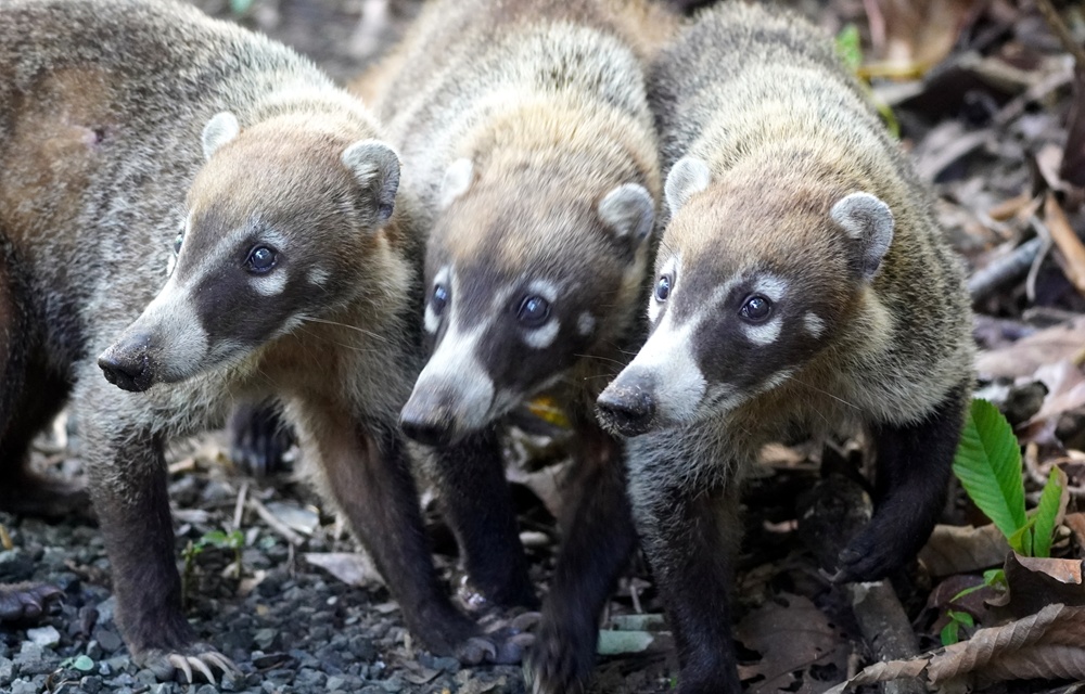 Panamaváros és környéke, valamint annak élővilága (képes blog)